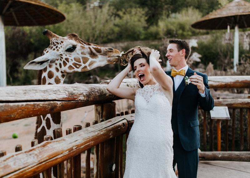 Cheyenne Mountain Zoo Wedding Giraffe, Cheyenne Mountain Zoo Wedding Couple with Giraffe, Cheyenne Mountain Zoo Giraffe Wedding